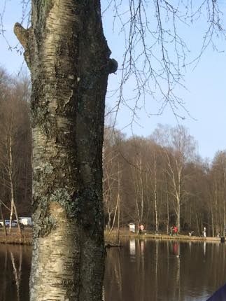 Öring