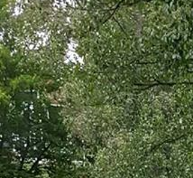Spångabäckens fiskodling